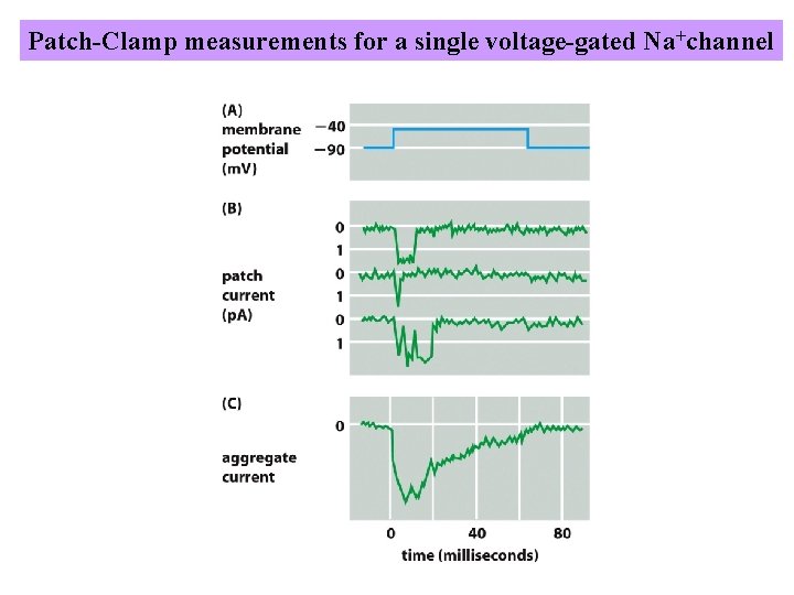 Patch-Clamp measurements for a single voltage-gated Na+channel Patch-Clamp measurements for a single voltage-gated Na+channel