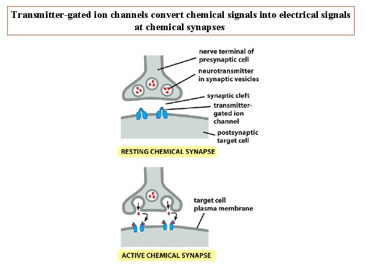 Transmitter-gated ion channels convert chemical signals into electrical signals at chemical synapses Transmitter-gated ion channels convert chemical signals into electrical signals at chemical synapses