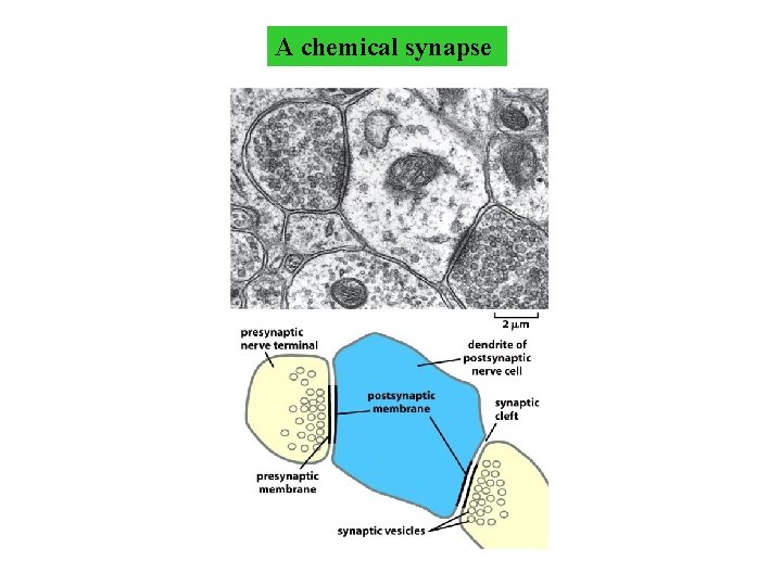 A chemical synapse A chemical synapse