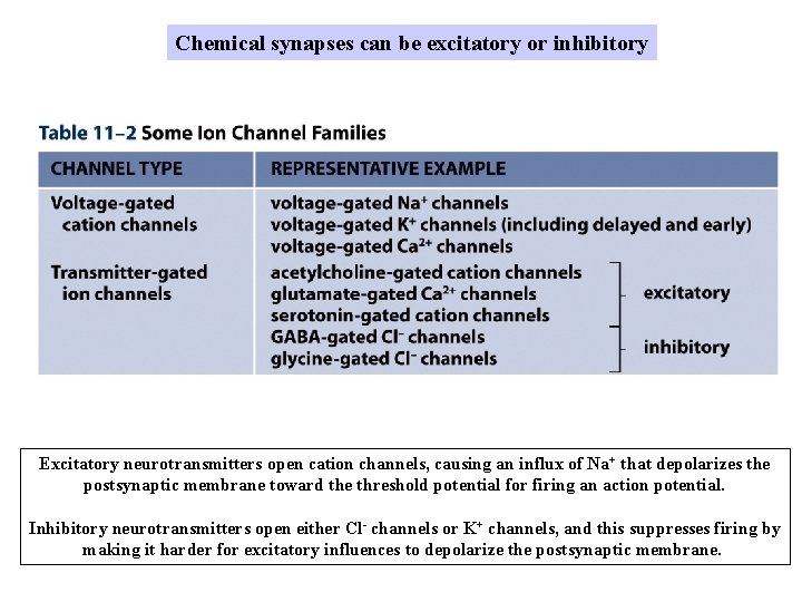 Chemical synapses can be excitatory or inhibitory Excitatory neurotransmitters open cation channels, causing an Chemical synapses can be excitatory or inhibitory Excitatory neurotransmitters open cation channels, causing an
