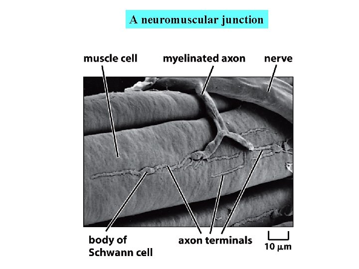 A neuromuscular junction A neuromuscular junction