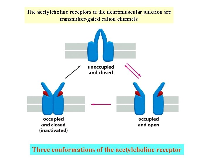 The acetylcholine receptors at the neuromuscular junction are transmitter-gated cation channels Three conformations of The acetylcholine receptors at the neuromuscular junction are transmitter-gated cation channels Three conformations of