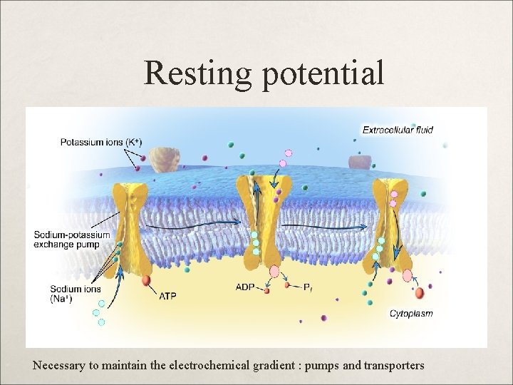 Resting potential Necessary to maintain the electrochemical gradient : pumps and transporters 
