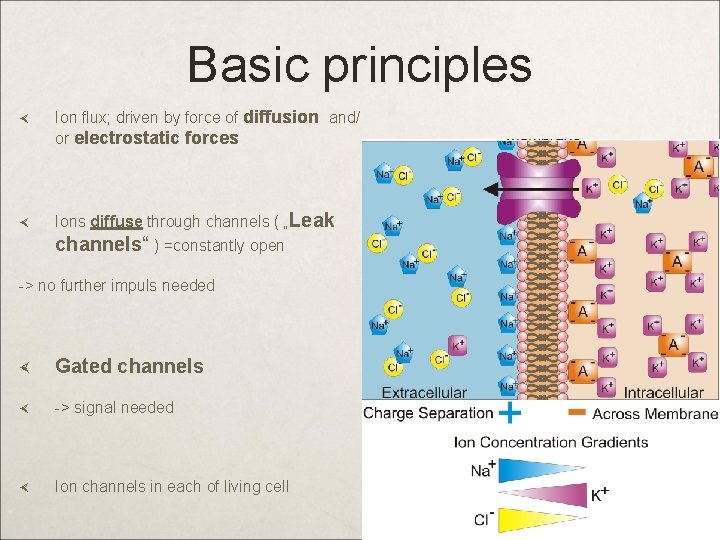 Basic principles Ion flux; driven by force of diffusion and/ or electrostatic forces Ions