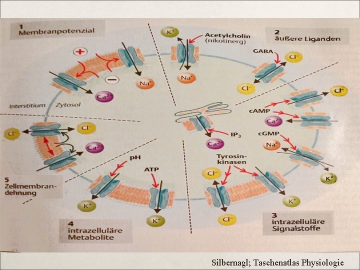 Silbernagl; Taschenatlas Physiologie 