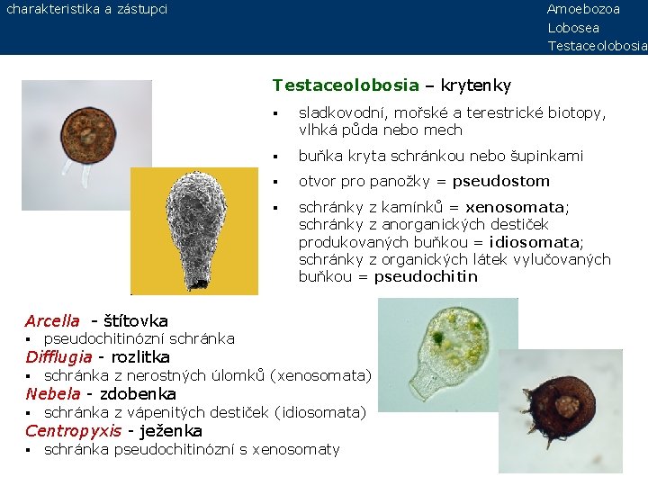 charakteristika a zástupci Amoebozoa Lobosea Testaceolobosia – krytenky § sladkovodní, mořské a terestrické biotopy,