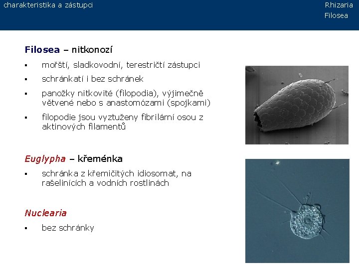 charakteristika a zástupci Filosea – nitkonozí § mořští, sladkovodní, terestričtí zástupci § schránkatí i