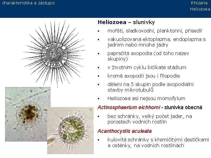 charakteristika a zástupci Rhizaria Heliozoea – slunivky § mořští, sladkovodní, planktonní, přisedlí § vakuolizovaná