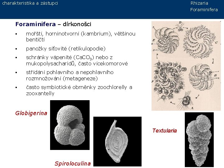 charakteristika a zástupci Rhizaria Foraminifera – dírkonošci § mořští, horninotvorní (kambrium), většinou bentičtí §
