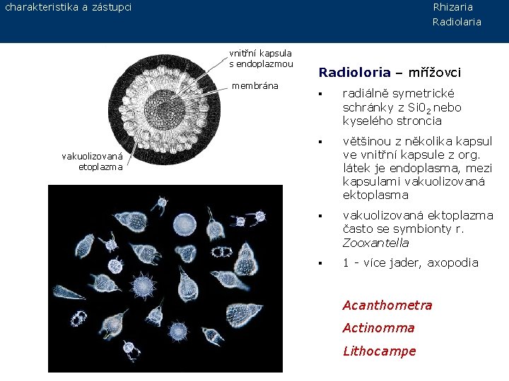 charakteristika a zástupci Rhizaria Radiolaria vnitřní kapsula s endoplazmou membrána Radioloria – mřížovci §