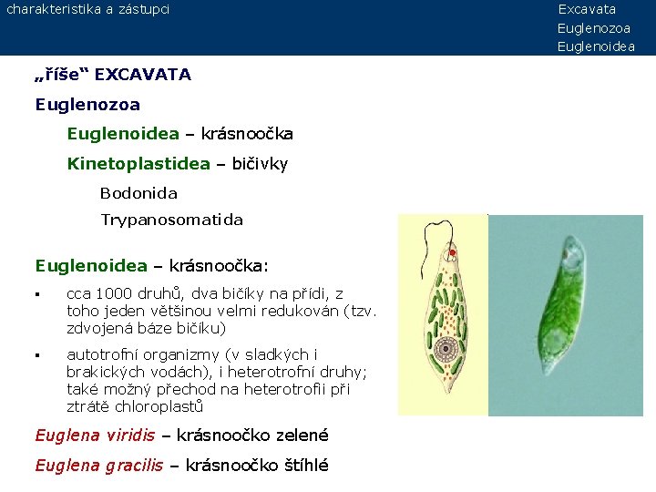 charakteristika a zástupci „říše“ EXCAVATA Euglenozoa Euglenoidea – krásnoočka Kinetoplastidea – bičivky Bodonida Trypanosomatida