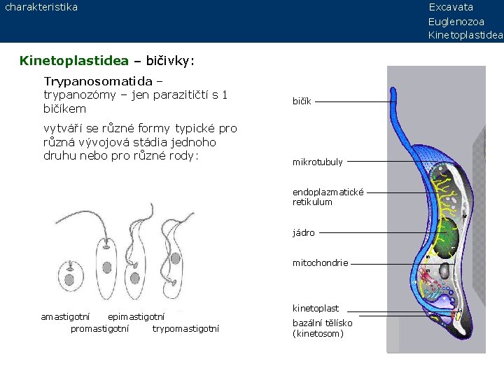 charakteristika Excavata Euglenozoa Kinetoplastidea – bičivky: Trypanosomatida – trypanozómy – jen parazitičtí s 1