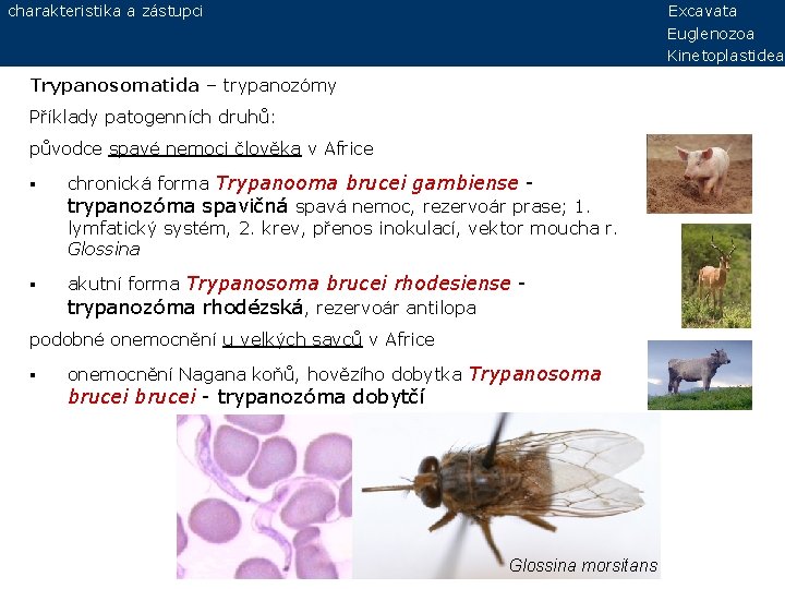 charakteristika a zástupci Excavata Euglenozoa Kinetoplastidea Trypanosomatida – trypanozómy Příklady patogenních druhů: původce spavé