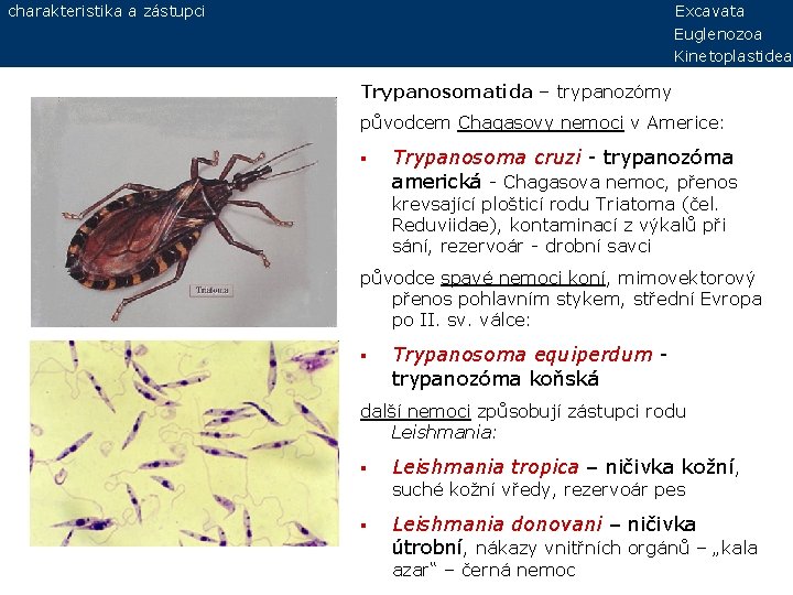 charakteristika a zástupci Excavata Euglenozoa Kinetoplastidea Trypanosomatida – trypanozómy původcem Chagasovy nemoci v Americe: