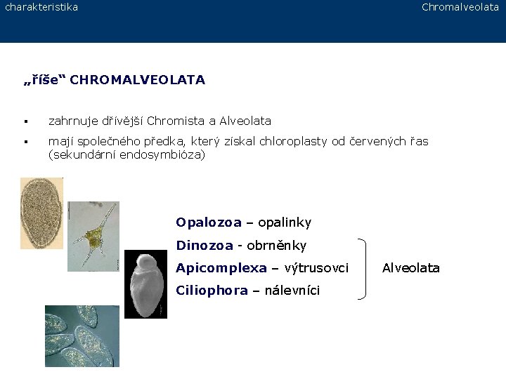 charakteristika Chromalveolata „říše“ CHROMALVEOLATA § zahrnuje dřívější Chromista a Alveolata § mají společného předka,