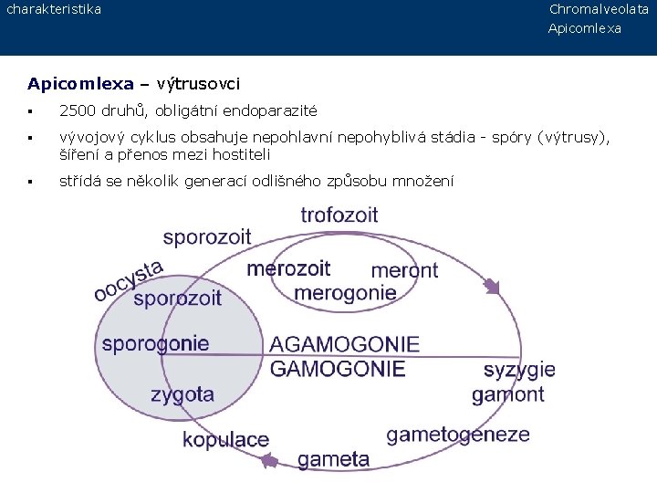 charakteristika Chromalveolata Apicomlexa – výtrusovci § 2500 druhů, obligátní endoparazité § vývojový cyklus obsahuje