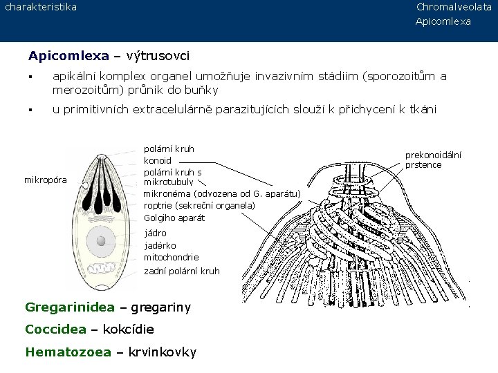 charakteristika Chromalveolata Apicomlexa – výtrusovci § apikální komplex organel umožňuje invazivním stádiím (sporozoitům a