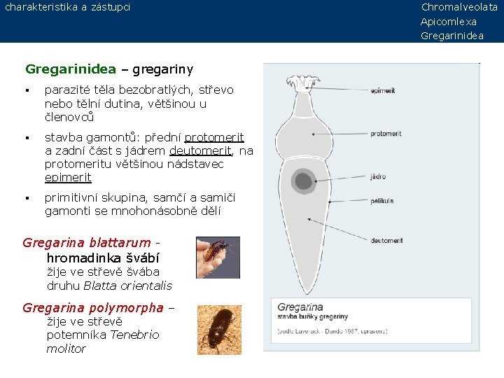 charakteristika a zástupci Gregarinidea – gregariny § parazité těla bezobratlých, střevo nebo tělní dutina,