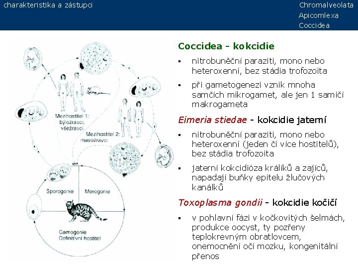 charakteristika a zástupci Chromalveolata Apicomlexa Coccidea - kokcidie § nitrobuněční paraziti, mono nebo heteroxenní,