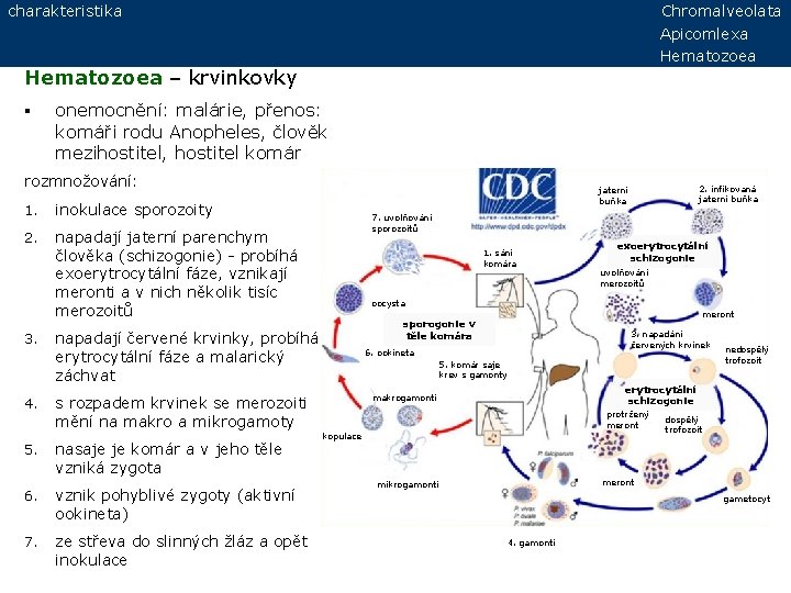 charakteristika Chromalveolata Apicomlexa Hematozoea – krvinkovky § onemocnění: malárie, přenos: komáři rodu Anopheles, člověk