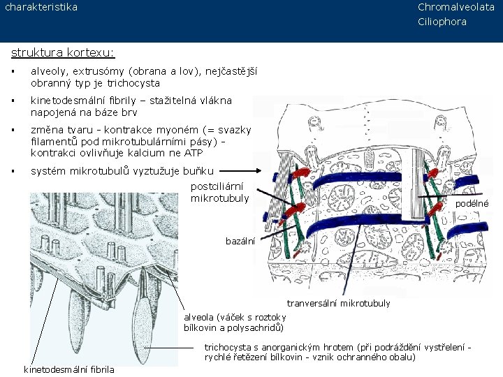 charakteristika Chromalveolata Ciliophora struktura kortexu: § alveoly, extrusómy (obrana a lov), nejčastější obranný typ