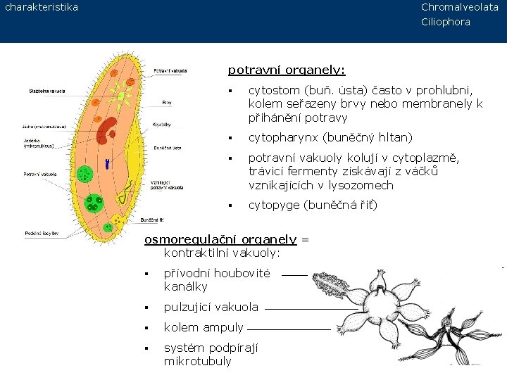 charakteristika Chromalveolata Ciliophora potravní organely: § cytostom (buň. ústa) často v prohlubni, kolem seřazeny