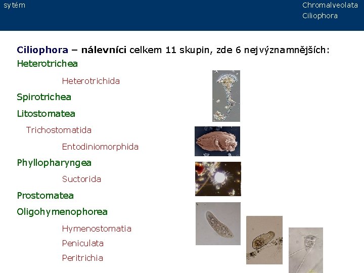 sytém Chromalveolata Ciliophora – nálevníci celkem 11 skupin, zde 6 nejvýznamnějších: Heterotrichea Heterotrichida Spirotrichea