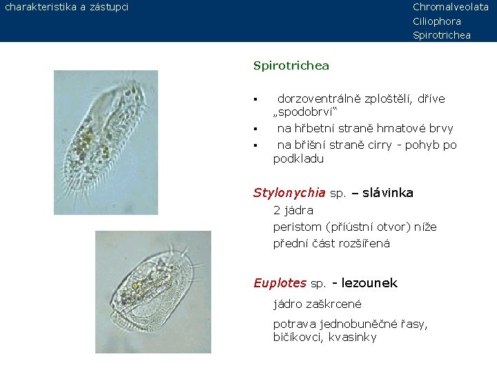 charakteristika a zástupci Chromalveolata Ciliophora Spirotrichea § § § dorzoventrálně zploštělí, dříve „spodobrví“ na