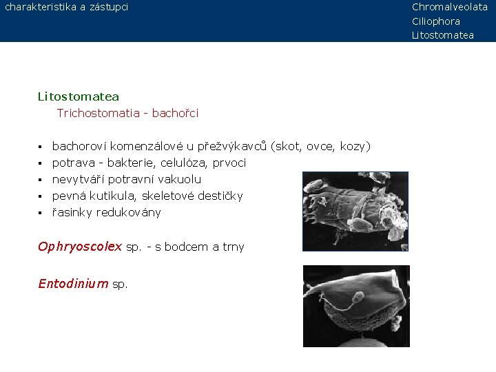 charakteristika a zástupci Litostomatea Trichostomatia - bachořci bachoroví komenzálové u přežvýkavců (skot, ovce, kozy)