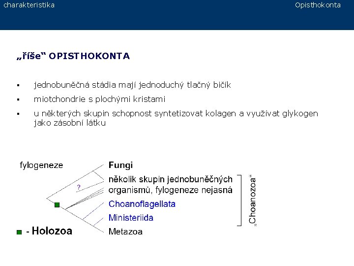 charakteristika Opisthokonta „říše“ OPISTHOKONTA § jednobuněčná stádia mají jednoduchý tlačný bičík § miotchondrie s