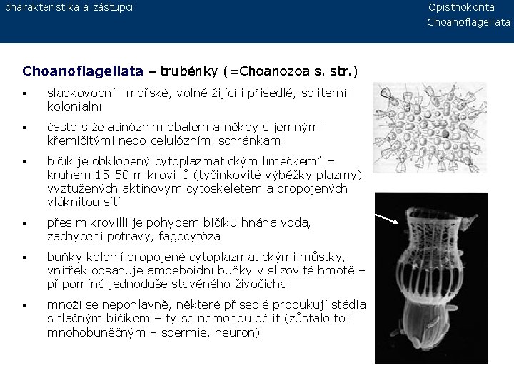 charakteristika a zástupci Choanoflagellata – trubénky (=Choanozoa s. str. ) § sladkovodní i mořské,
