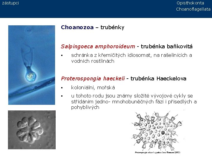 zástupci Opisthokonta Choanoflagellata Choanozoa – trubénky Salpingoeca amphoroideum - trubénka baňkovitá § schránka z