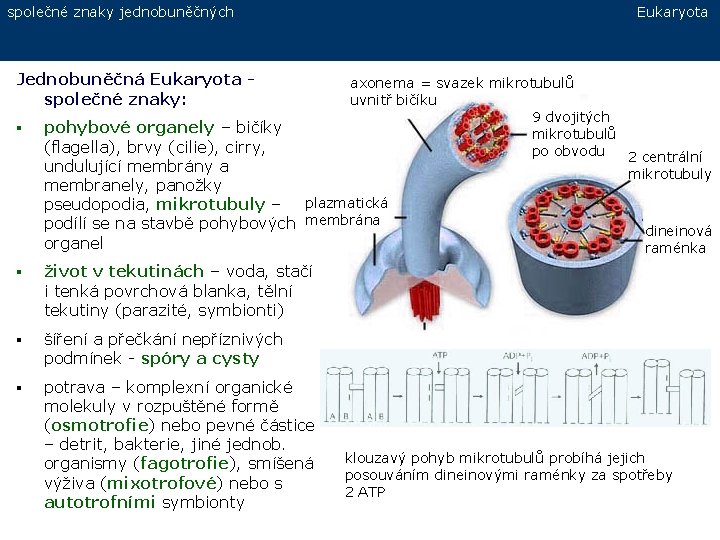 společné znaky jednobuněčných Jednobuněčná Eukaryota společné znaky: § Eukaryota axonema = svazek mikrotubulů uvnitř