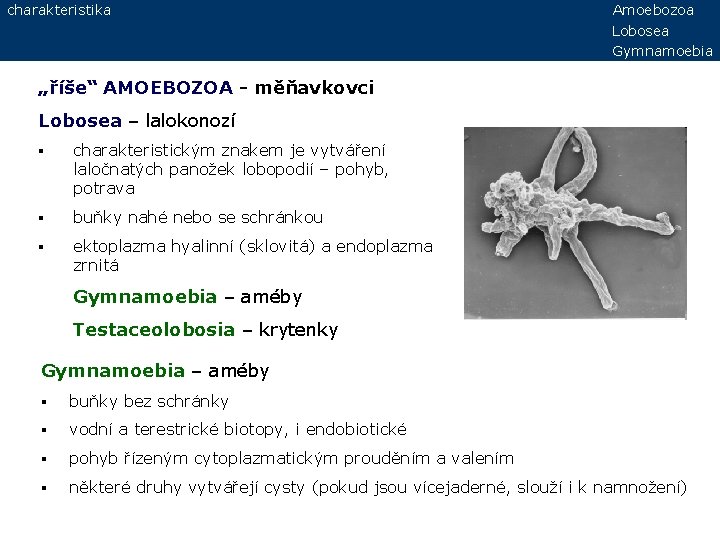 charakteristika Amoebozoa Lobosea Gymnamoebia „říše“ AMOEBOZOA - měňavkovci Lobosea – lalokonozí § charakteristickým znakem