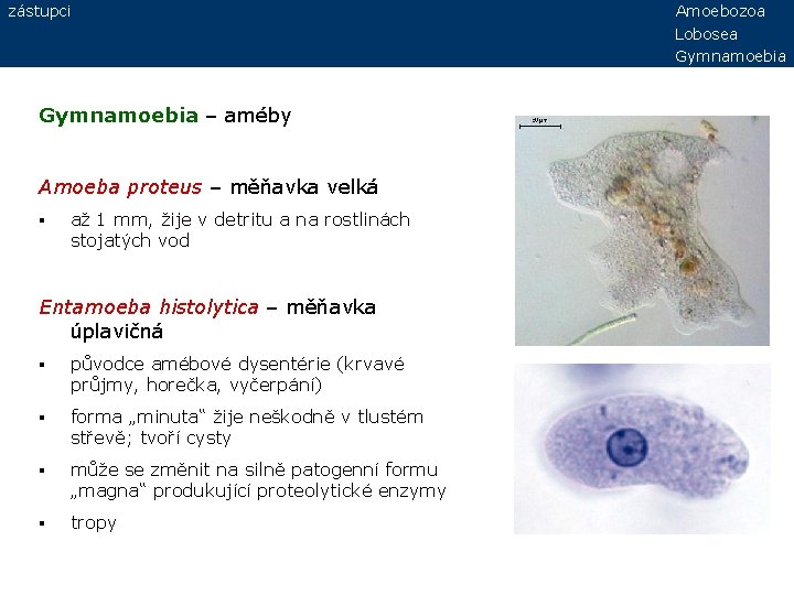 zástupci Gymnamoebia – améby Amoeba proteus – měňavka velká § až 1 mm, žije