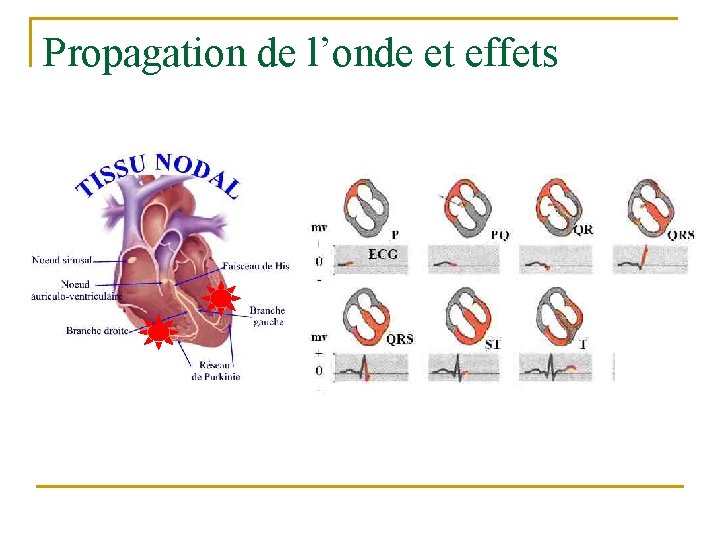 Propagation de l’onde et effets 