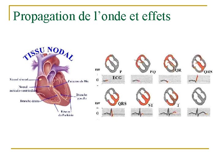 Propagation de l’onde et effets 