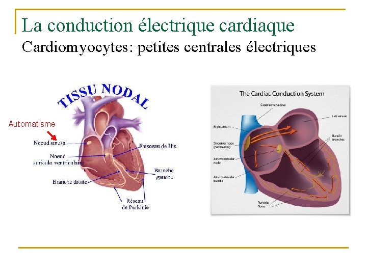 La conduction électrique cardiaque Cardiomyocytes: petites centrales électriques Automatisme 