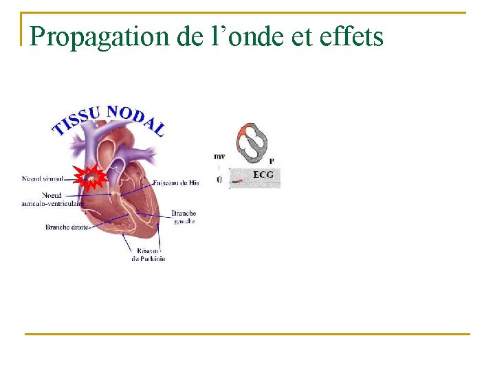 Propagation de l’onde et effets 