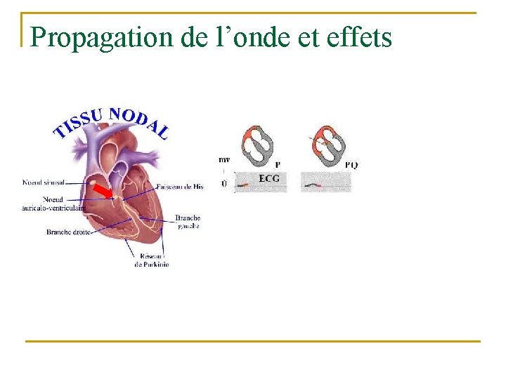 Propagation de l’onde et effets 