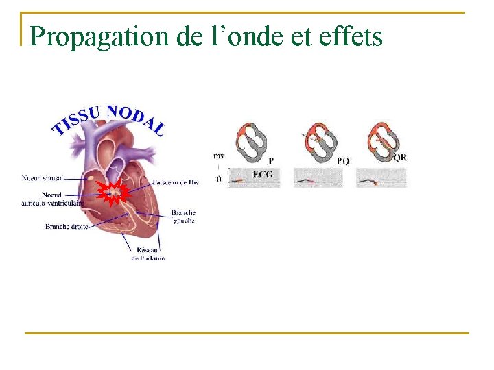 Propagation de l’onde et effets 