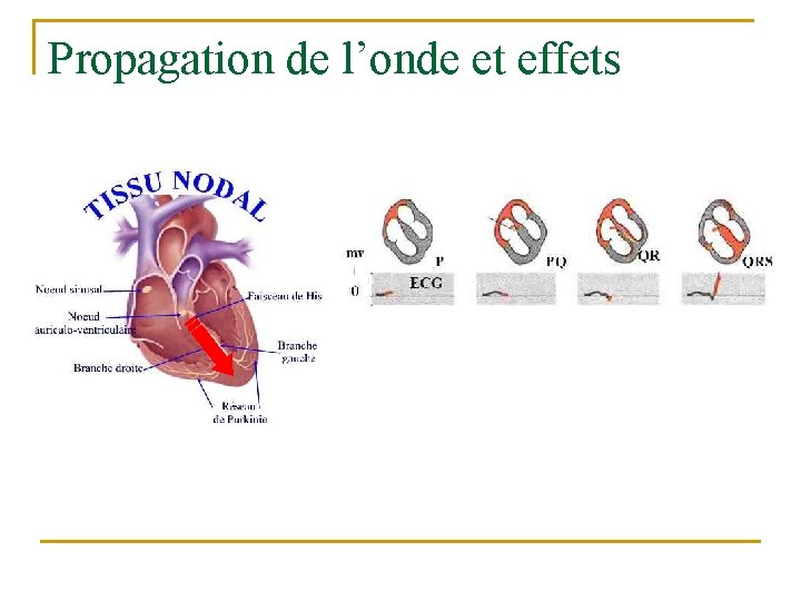 Propagation de l’onde et effets 