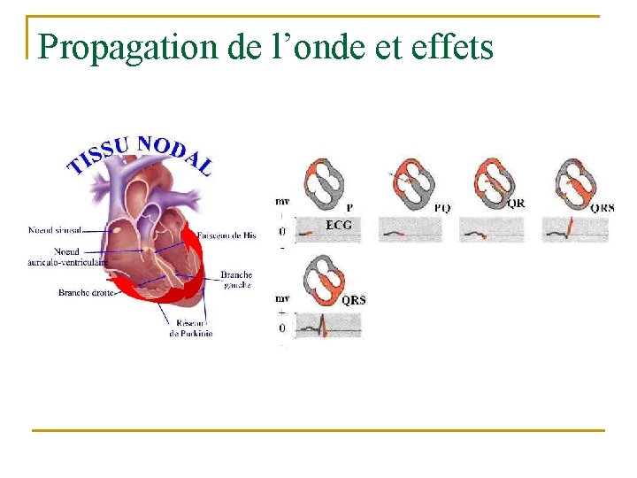 Propagation de l’onde et effets 