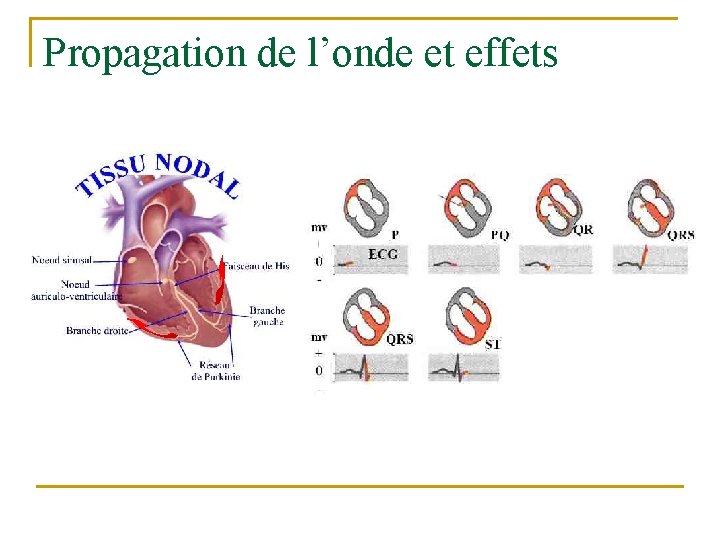 Propagation de l’onde et effets 