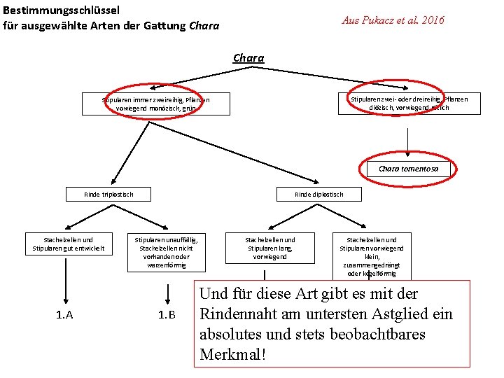 Bestimmungsschlüssel für ausgewählte Arten der Gattung Chara Aus Pukacz et al. 2016 Chara Stipularen