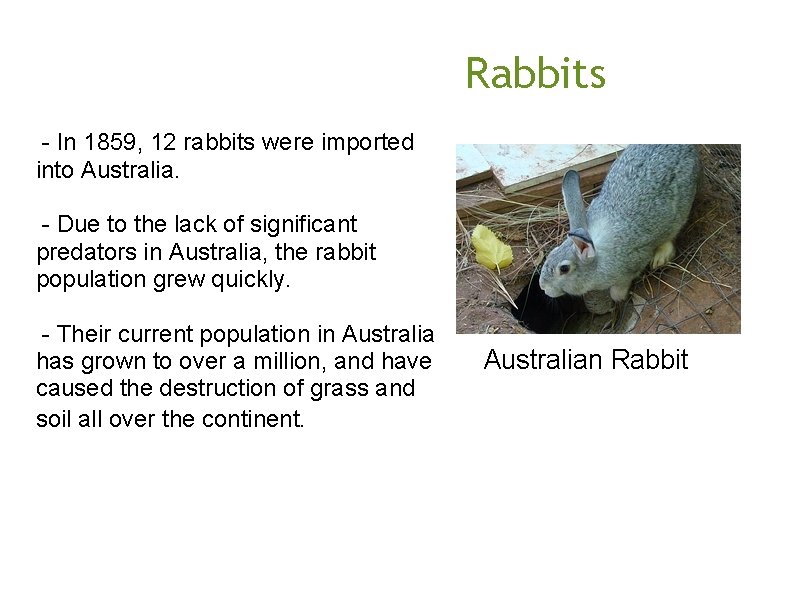  Rabbits - In 1859, 12 rabbits were imported into Australia. - Due to