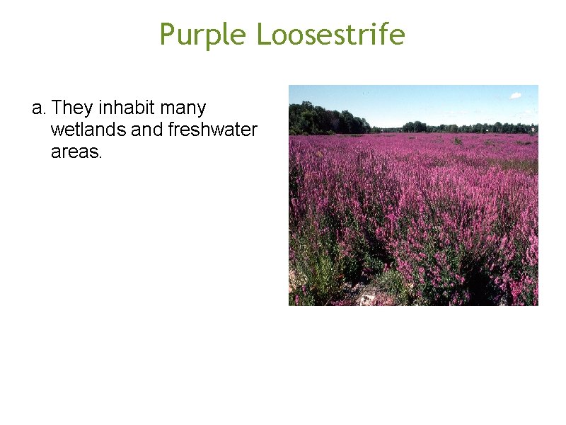 Purple Loosestrife a. They inhabit many wetlands and freshwater areas. 