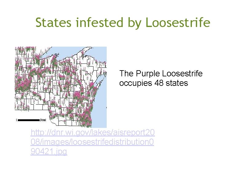 States infested by Loosestrife The Purple Loosestrife occupies 48 states http: //dnr. wi. gov/lakes/aisreport