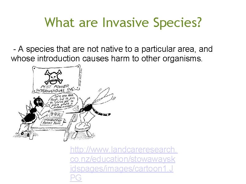 What are Invasive Species? - A species that are not native to a particular