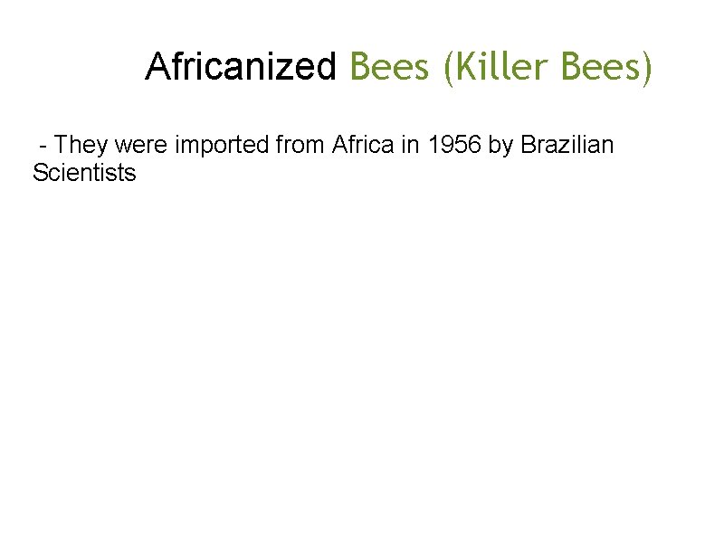  Africanized Bees (Killer Bees) - They were imported from Africa in 1956 by